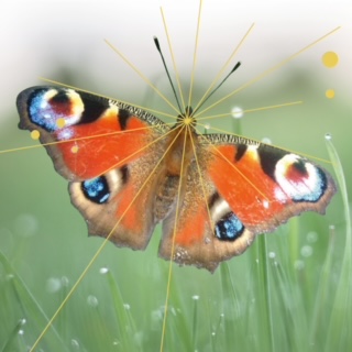 Traumaheilung Berlin